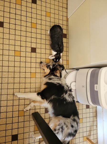 Les Pattes Dor'ffet éducatrice comportementaliste canin - photo 3