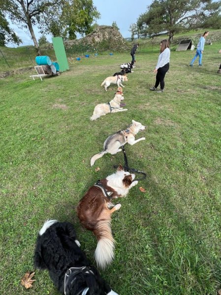 club Canin - photo 2