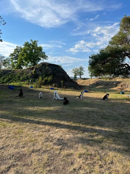 club Canin - photo 3