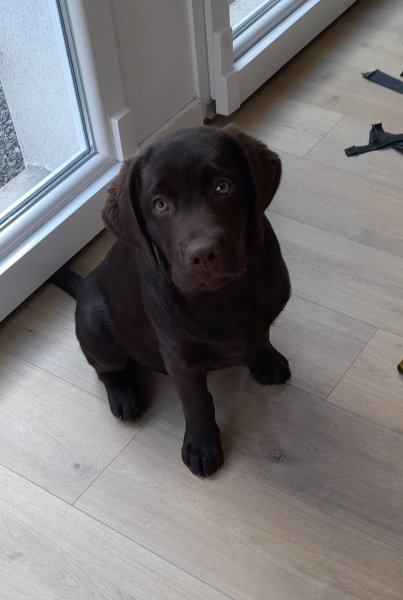 EDUCA-DOG, Educateur Canin CARVIN