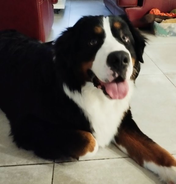 EDUCA-DOG, Educateur Canin CARVIN - photo 2