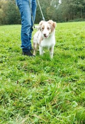 EDUCA-DOG, Educateur Canin CARVIN - photo 3