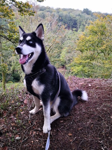 Club loisirs canin/Jean-Marie éducateur comportementaliste canin - photo 3