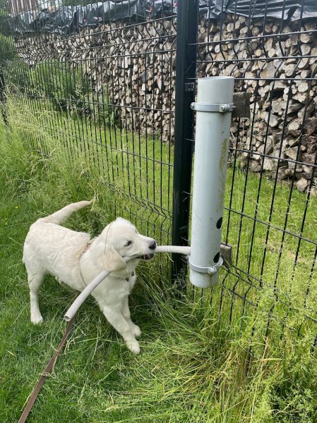 Le Chien Botté : Chiens de recherche - photo 2