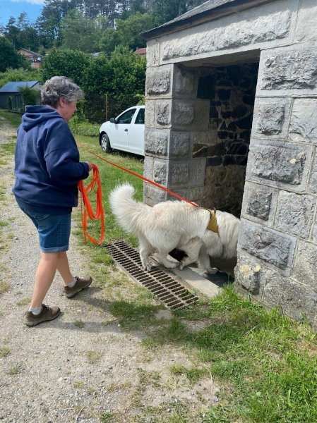 Le Chien Botté : Chiens de recherche - photo 3