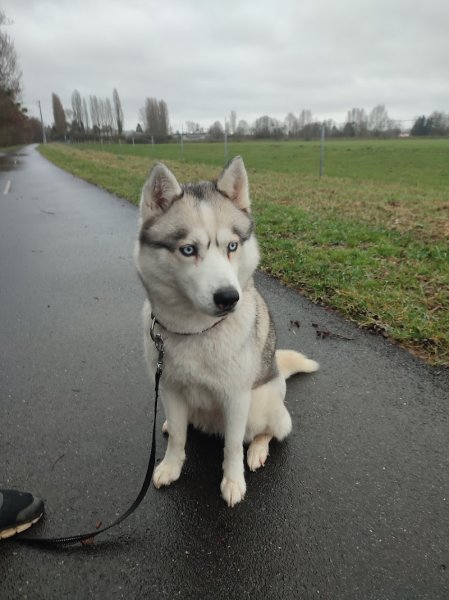 CynoDogs08: Educateur canin