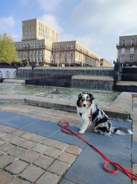 CynoDogs08: Educateur canin - photo 3
