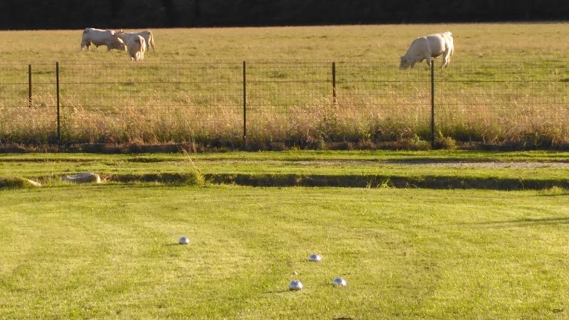 Dog's Dream - photo 1