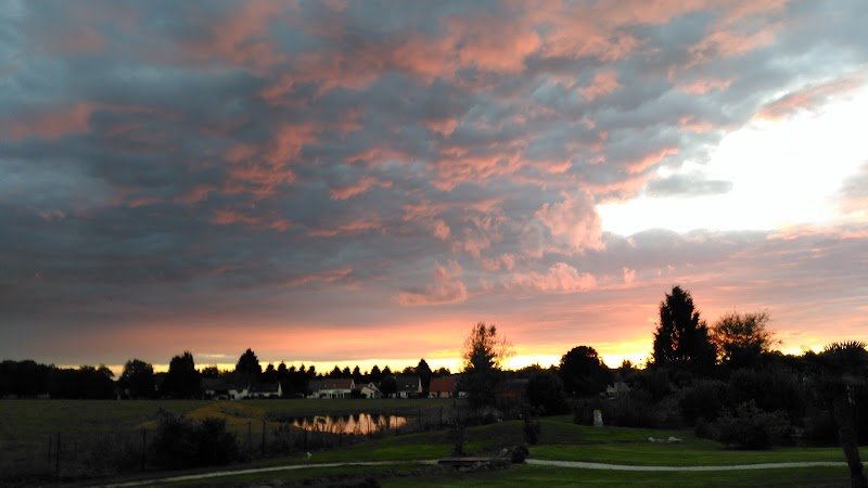 Dog's Dream - photo 2