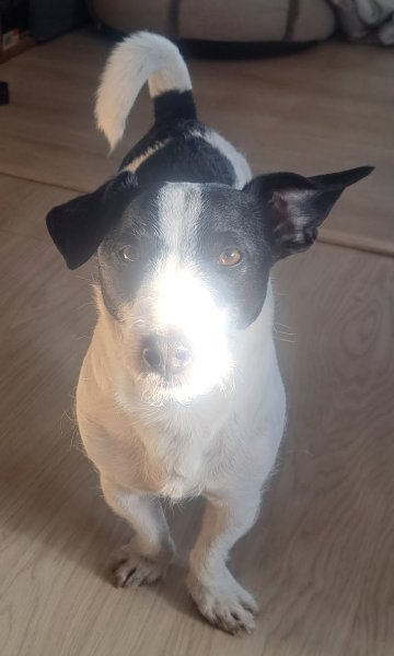 Mon Chien Sympa - photo 2