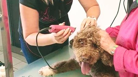 Au Domain'Canin - photo 1