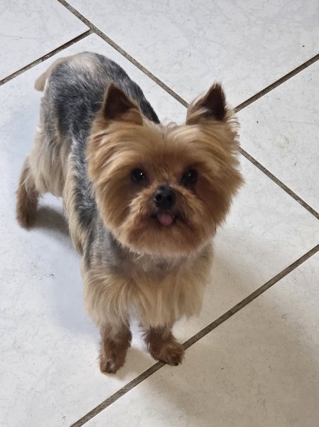 Au Domain'Canin - photo 2