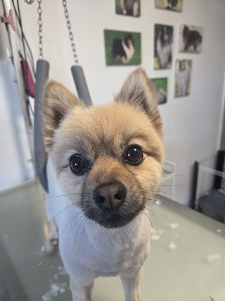 Au Domain'Canin - photo 3