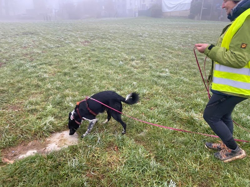 Hélène Fontaine coach en éducation et comportement canin - photo 3