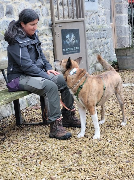Les amis de Koda - Coach en éducation et comportement canin