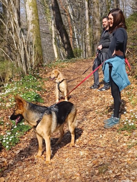 Les amis de Koda - Coach en éducation et comportement canin - photo 2