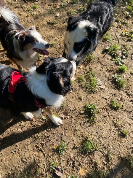 A Tour de Patte, Educatrice comportementaliste canin et félin