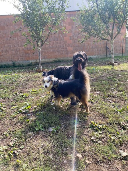 A Tour de Patte, Educatrice comportementaliste canin et félin - photo 2