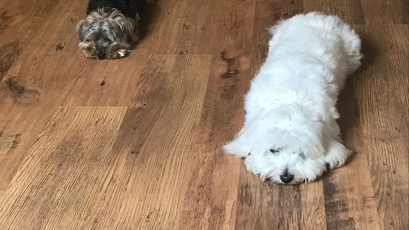 A Tour de Patte, Educatrice comportementaliste canin et félin - photo 3