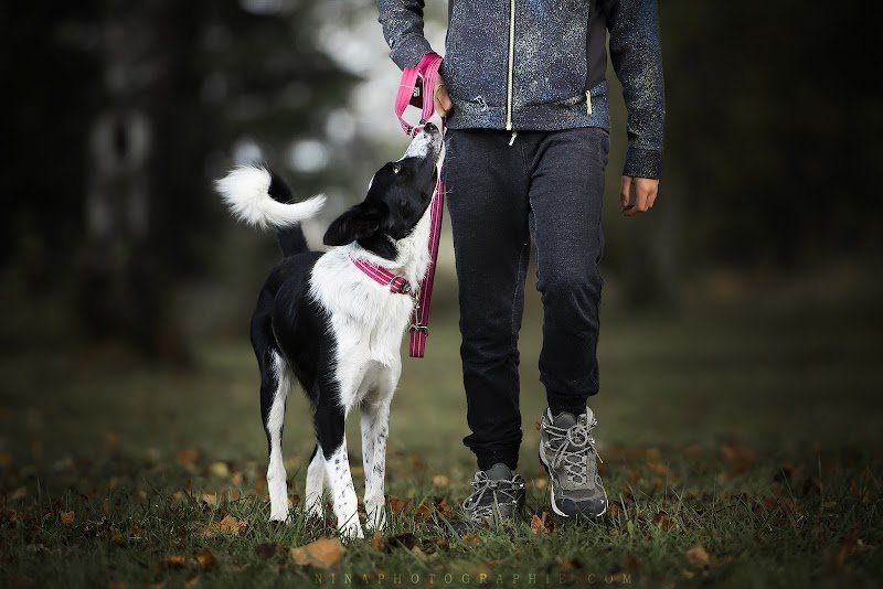 Club Canin CEC Marvillois