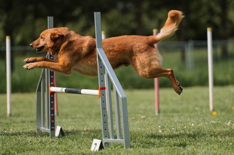 Club Canin CEC Marvillois - photo 2