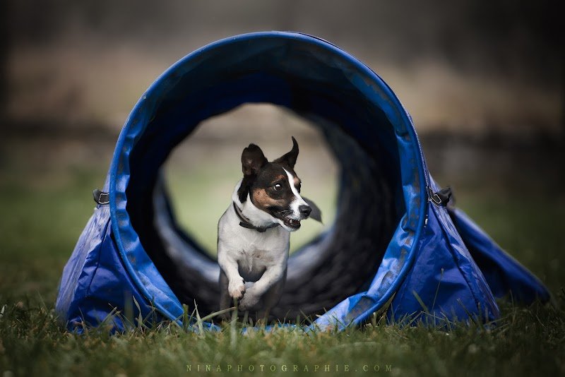 Club Canin CEC Marvillois - photo 3