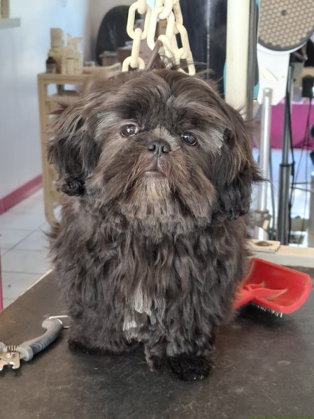 Les Aristochiens - photo 2