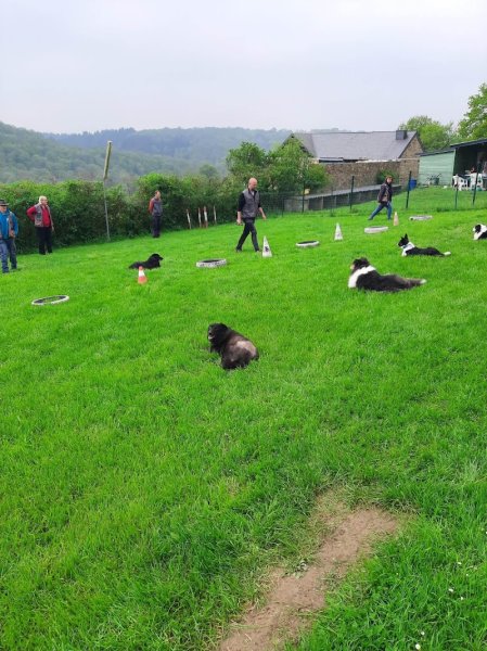 Le Club des Chiens Joyeux de Custinne asbl