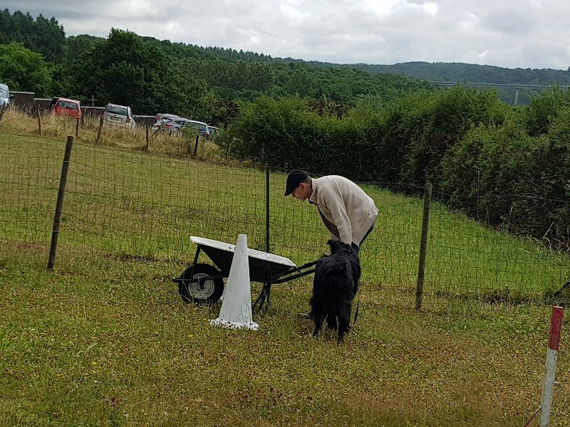 Le Club des Chiens Joyeux de Custinne asbl - photo 3