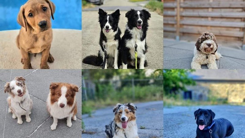 EducaDOGS Education canine à domicile - Wallonie & Bruxelles - photo 1