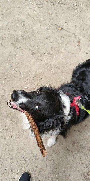 EducaDOGS Education canine à domicile - Wallonie & Bruxelles - photo 2