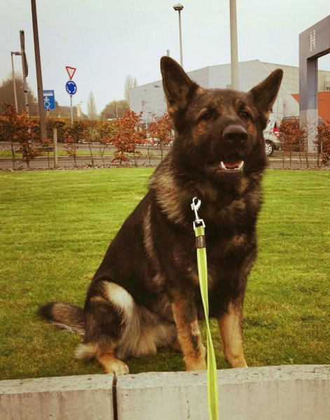 EducaDOGS Education canine à domicile - Wallonie & Bruxelles - photo 3
