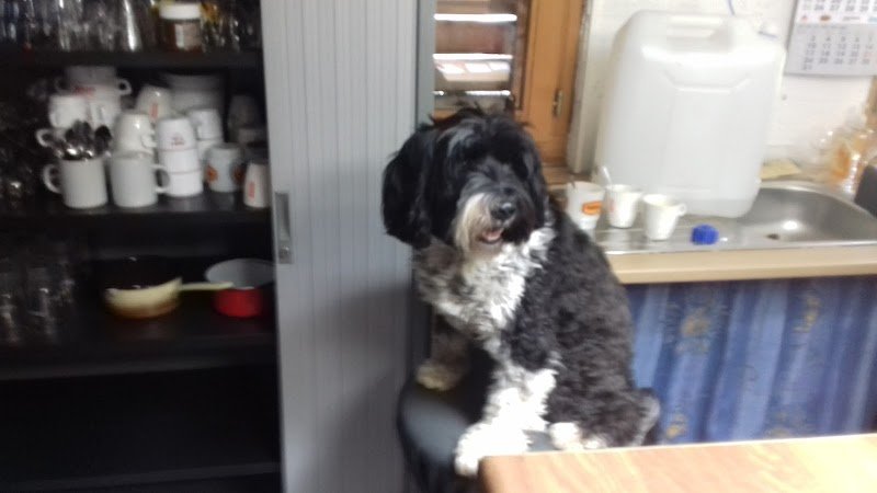 Club canin Les Leus Smuid