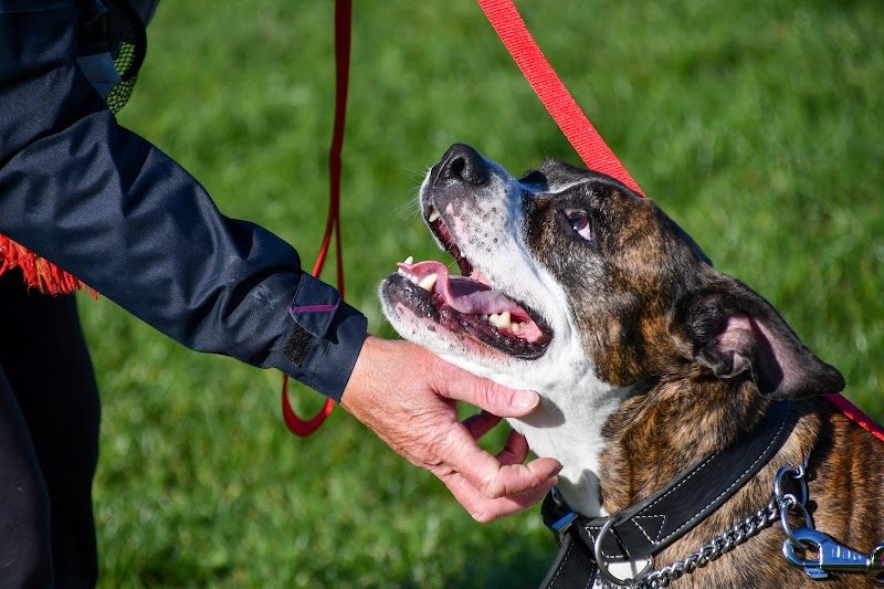 Education Canine et Sportive Mettet