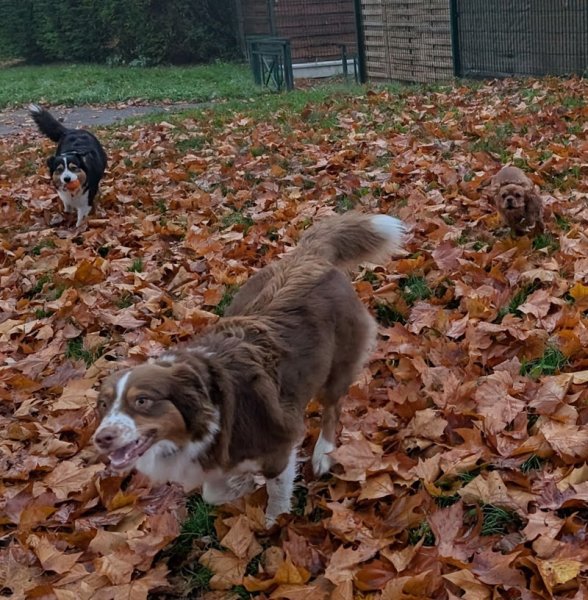 Saisons canines, Educateur canin, Comportementaliste - photo 1