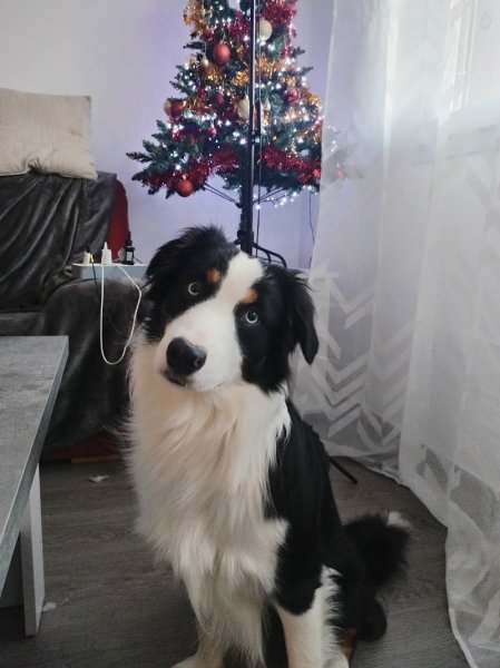 Saisons canines, Educateur canin, Comportementaliste - photo 2