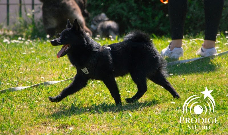 Saisons canines, Educateur canin, Comportementaliste - photo 3