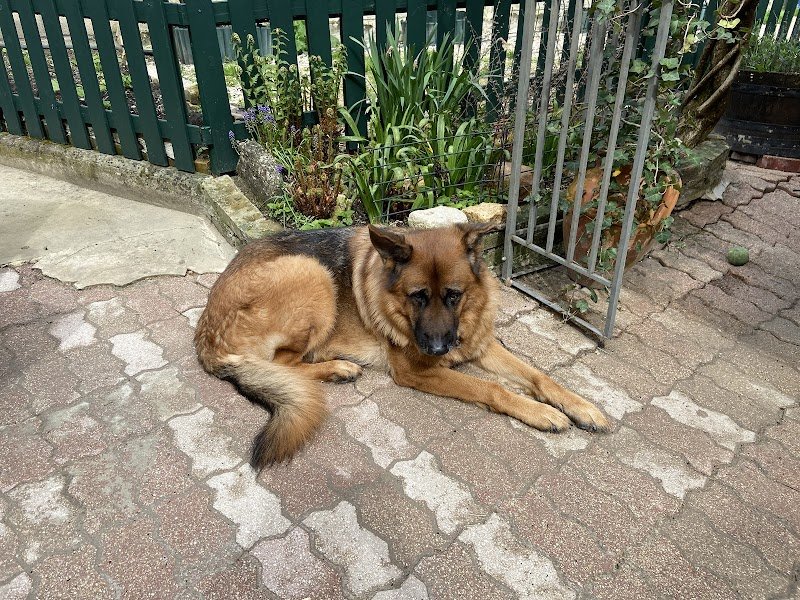 Éducateur canin RespectDogs Berru - photo 3