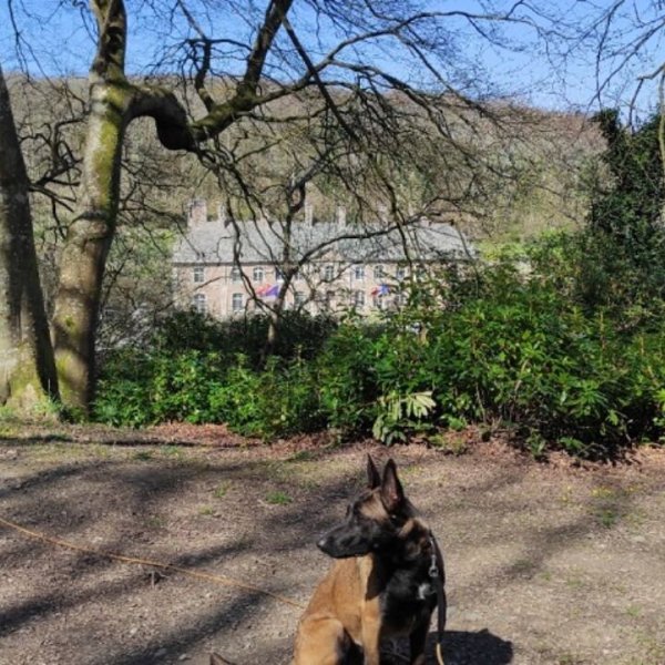 Coaching Dog – Éducateur comportementaliste canin - photo 2