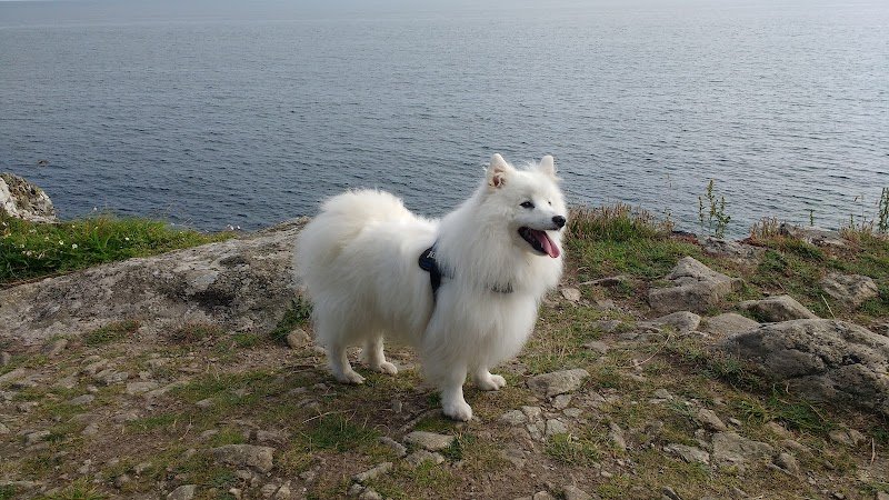 Coaching Dog – Éducateur comportementaliste canin - photo 3