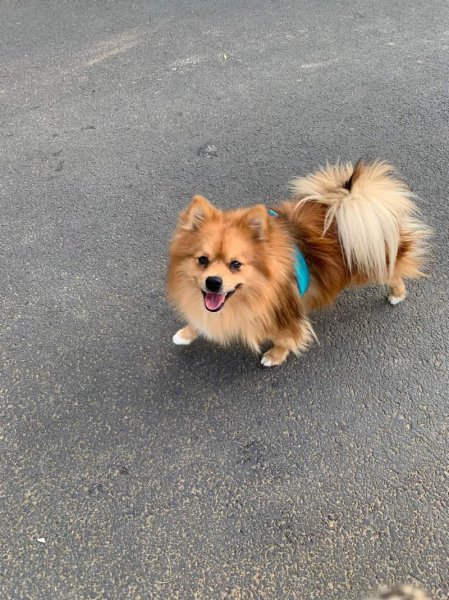 Loic Cools Comportementaliste Animalier