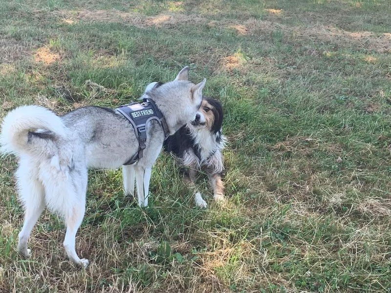 Loic Cools Comportementaliste Animalier - photo 2