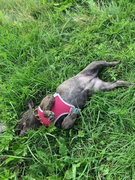 Loic Cools Comportementaliste Animalier - photo 3