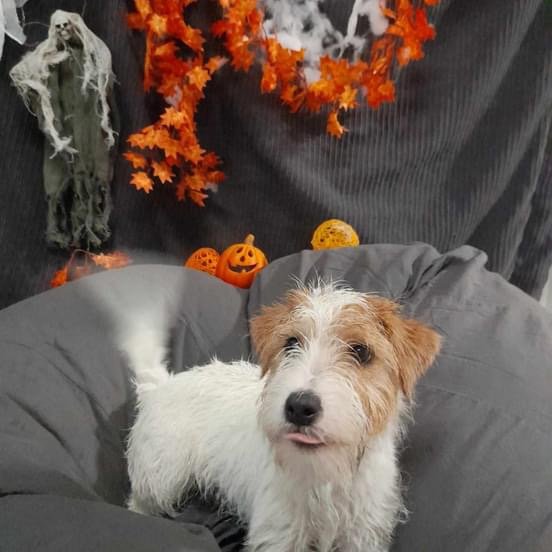 Club canin de la Haie des Copelins - photo 2