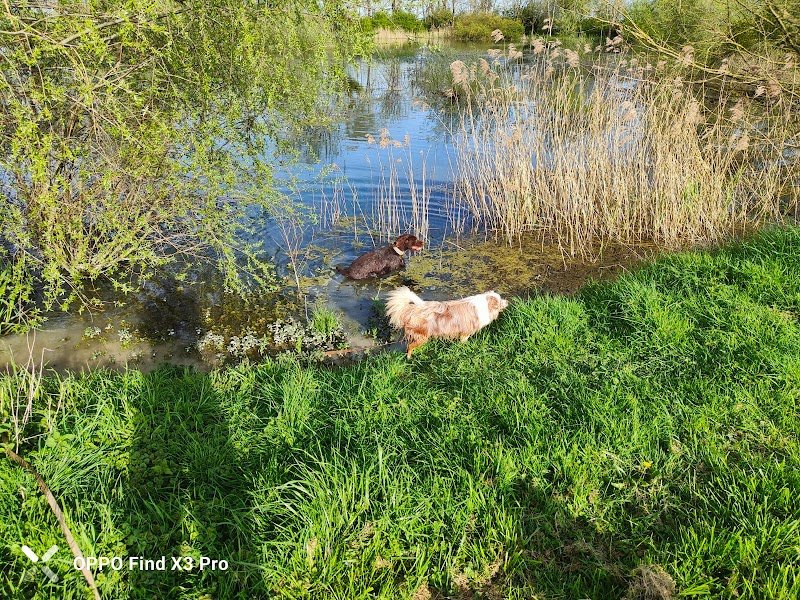 Pat4Dogs - Éducation et pension canine - photo 2