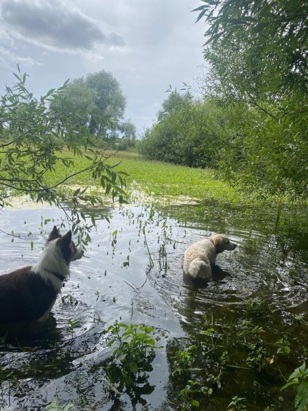 Pat4Dogs - Éducation et pension canine - photo 3