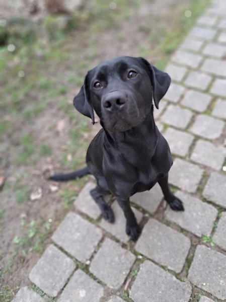 Educ&Moi - Educatrice et comportementaliste canin