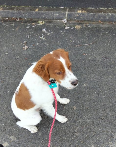 Educ&Moi - Educatrice et comportementaliste canin - photo 2