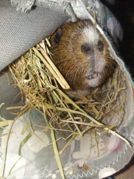 Educ&Moi - Educatrice et comportementaliste canin - photo 3