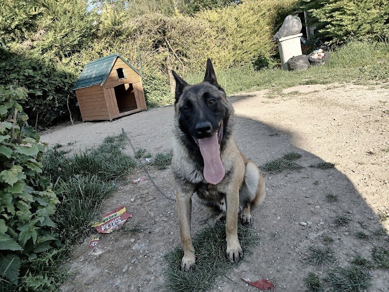 Lorem Animalis/L’univers canin 55 - Centre D'Education Et de Comportement Canin - photo 2